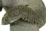 Hollardops Trilobite Fossil With Austerops - Multi-Toned Shell #381663-6